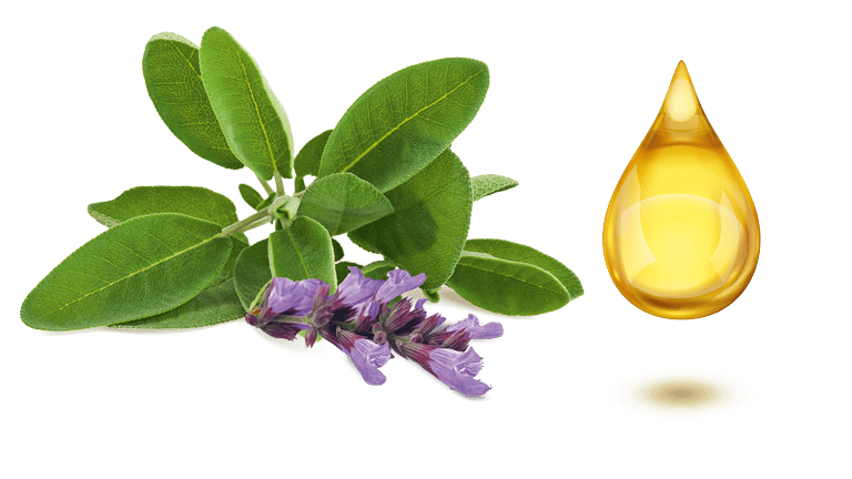 Salbeibllüte und Öltropfen