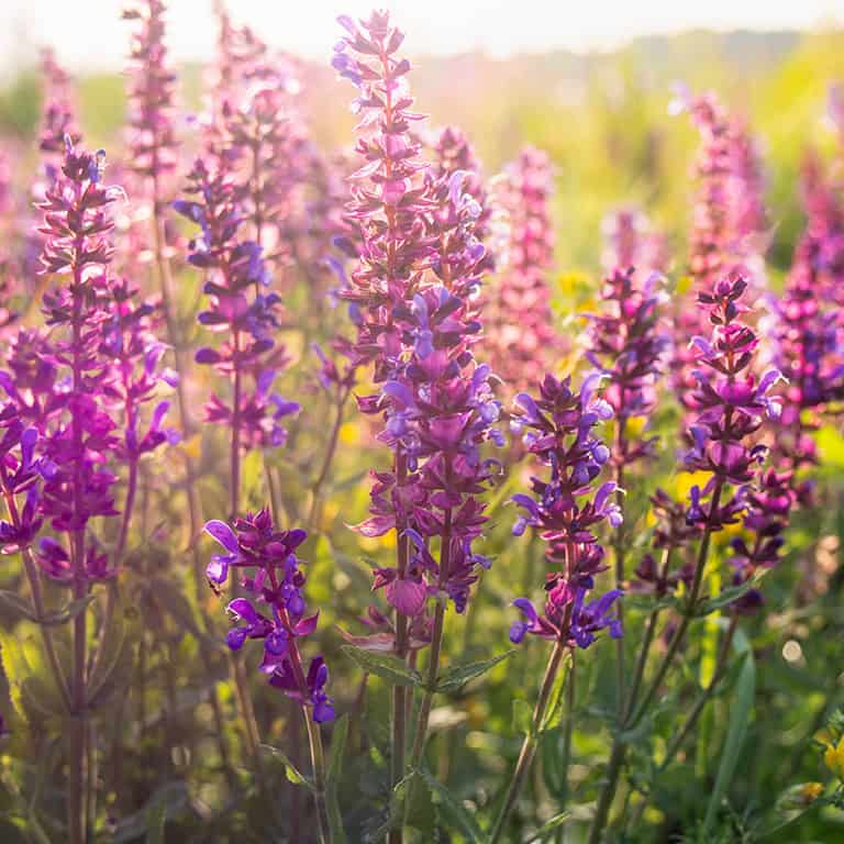 Herb garden and Salvia cough drops