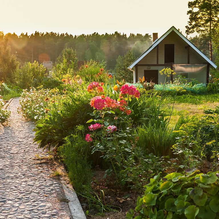 Herb garden and Salvia cough drops