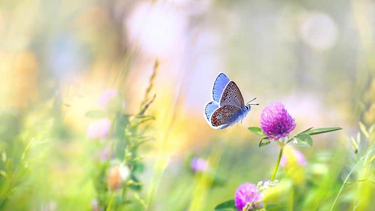 Schmetterling auf einer Blumenwiese